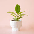 Load image into Gallery viewer, Planter, Pedastal w/ Succulents