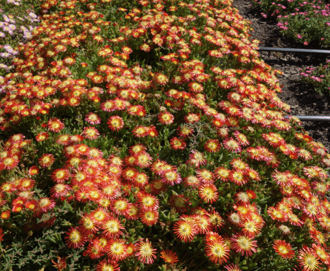 Delosperma, Ice Plant (Delmara Red) – Honey Locust Farms