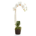 Load image into Gallery viewer, Drop-In, Phalaenopsis