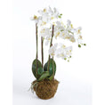 Load image into Gallery viewer, Drop-In, Phalaenopsis