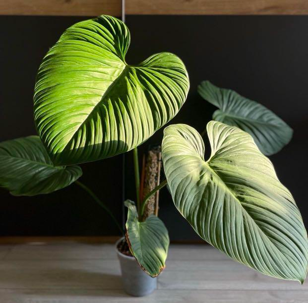 fuzzy philodendron Philodendron, Fuzzy Petiole Staked – Honey Locust Farms