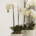 Load image into Gallery viewer, Drop-In, Phalaenopsis