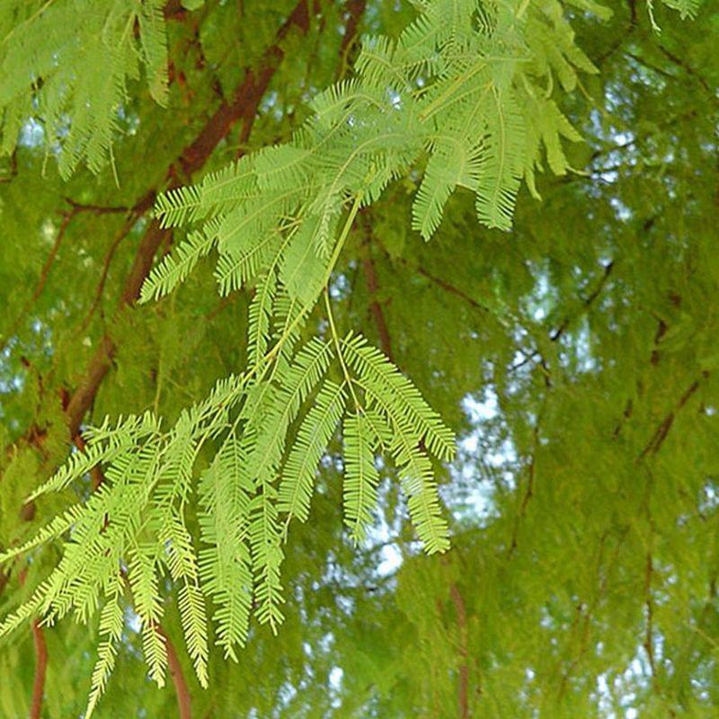 mesquite, chilean