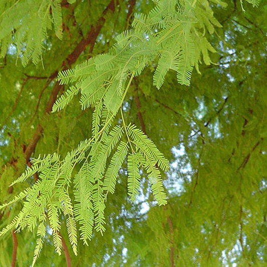 mesquite, chilean