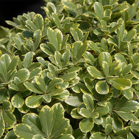 Pittosporum, Dwarf Variegated