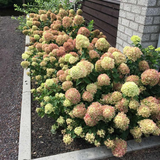 Hydrangea, Dwarf Limelight