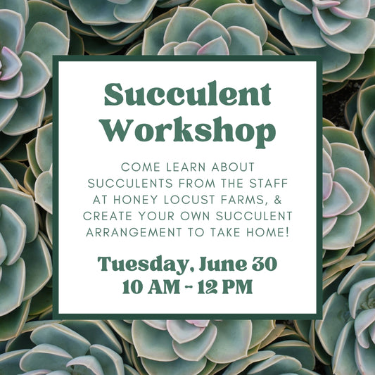 Succulent Workshop