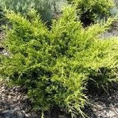juniper, gold