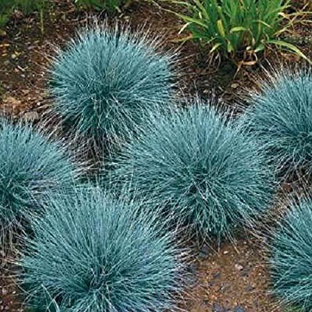 Grass, Fescue Blue