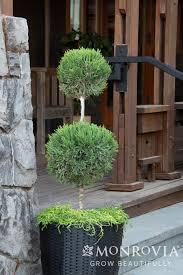 juniper, mint julep poddle