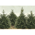 Load image into Gallery viewer, Placemat, Fir Trees
