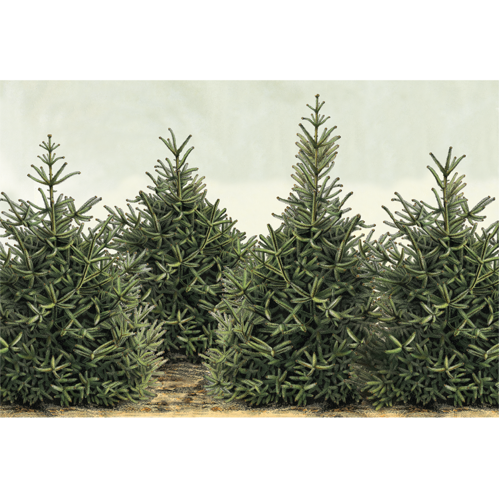 Placemat, Fir Trees