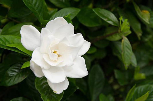 Gardenia, Flowering Aimee