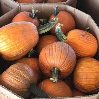 Pumpkin, Jack (Large)
