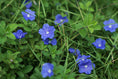 Load image into Gallery viewer, Morning glory
