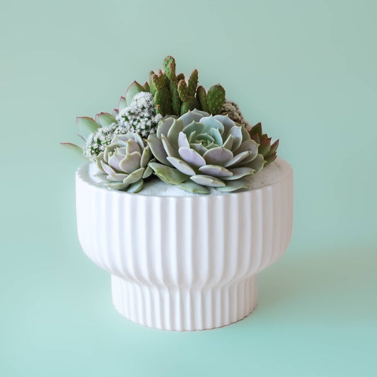 Planter, Pedastal w/ Succulents