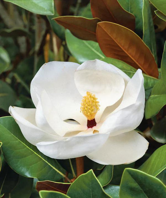 Magnolia, Claudia Wannamaker