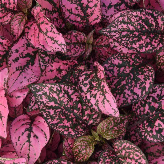 Hypoestes, Pink Splash
