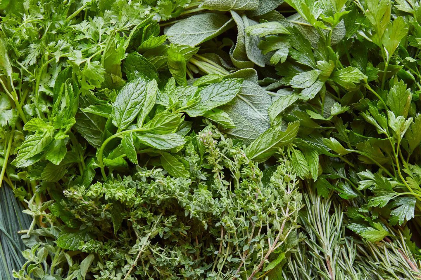 Herb seeds