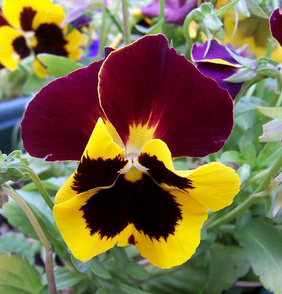 Pansies
