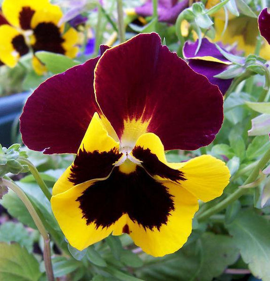Pansies