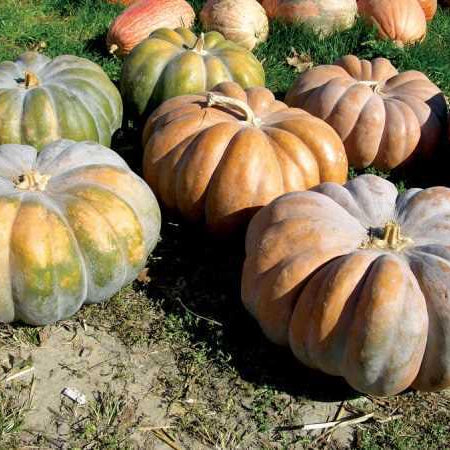 Pumpkin, Fairytale