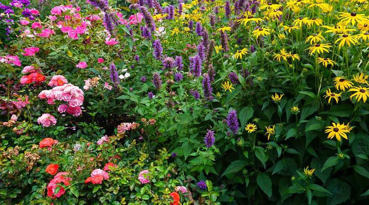 Flower Seeds