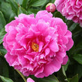 Load image into Gallery viewer, Peony
