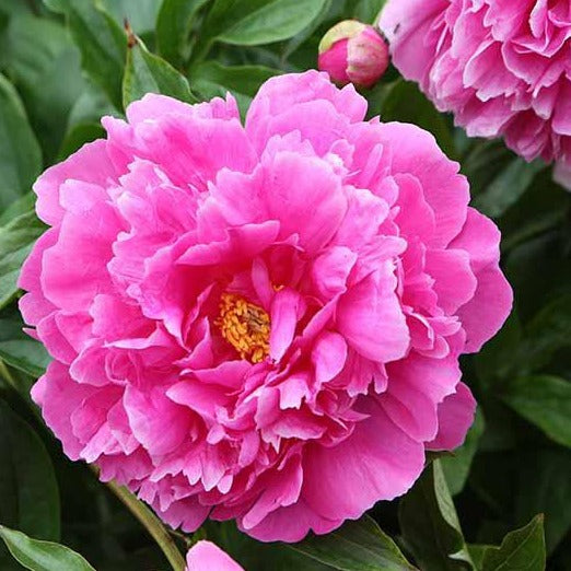 Peony
