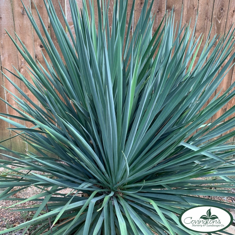 Yucca, Blue Sentry