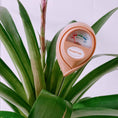 Load image into Gallery viewer, Moisture Meter - Pink
