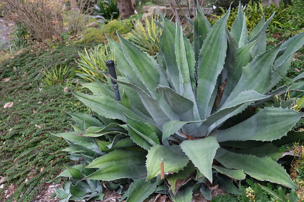 Agave, Crazy Horse
