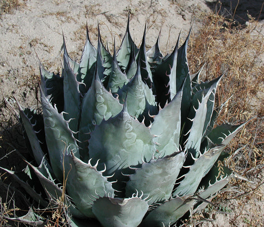Agave, Cabbage Head