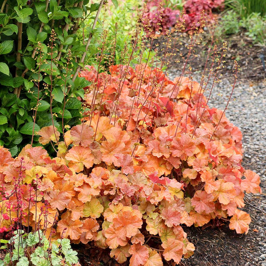Heuchera, Amber