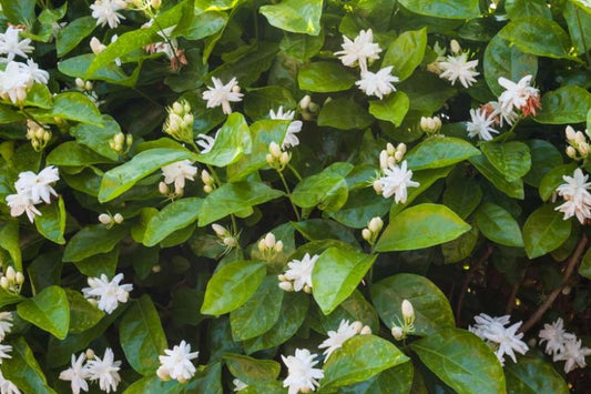 Jasmine, Arabian (Sambac Bush)