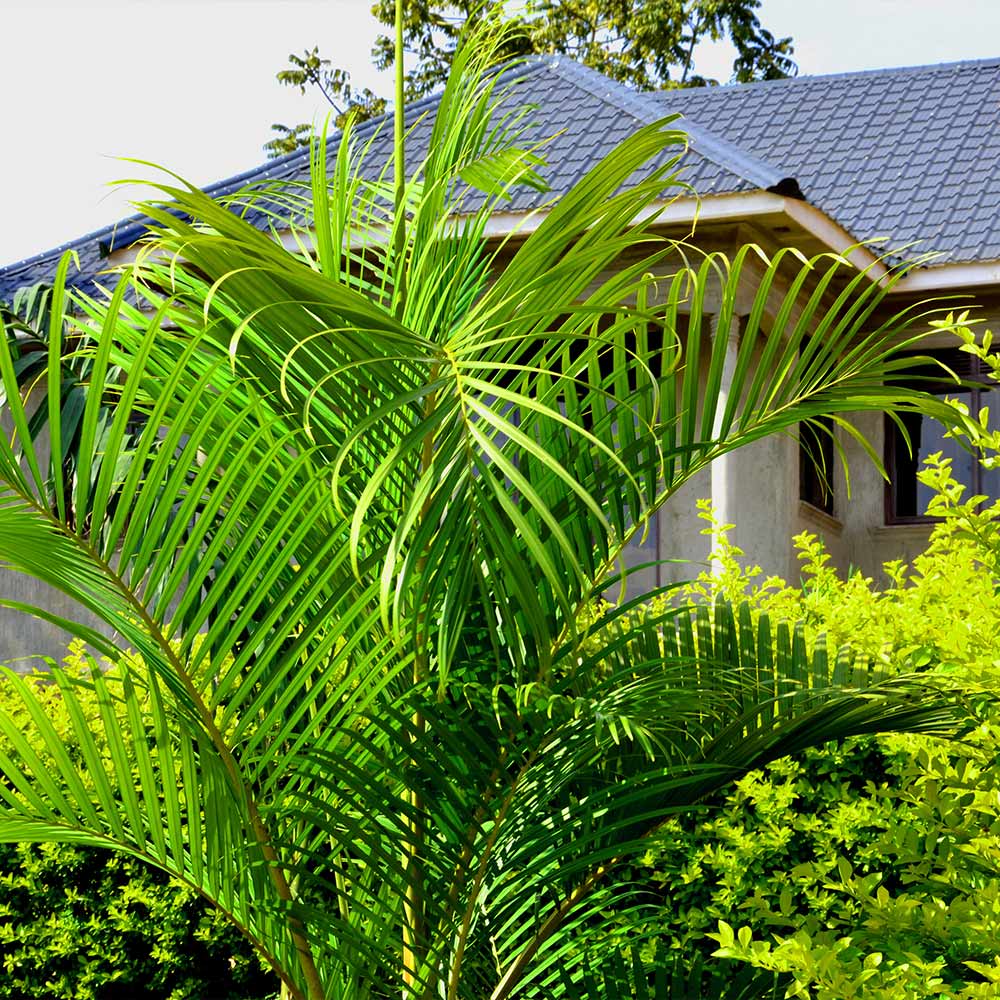Palm, Areca