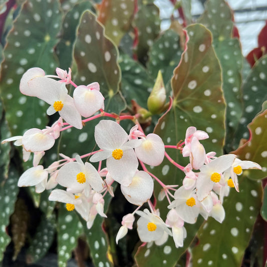 Begonia, Macaluta