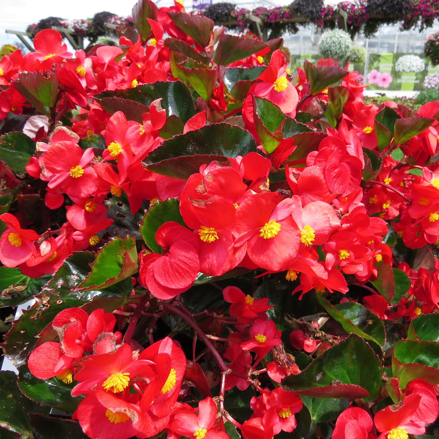 Begonia, Variety