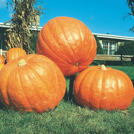 Pumpkin, Big Mac 24"