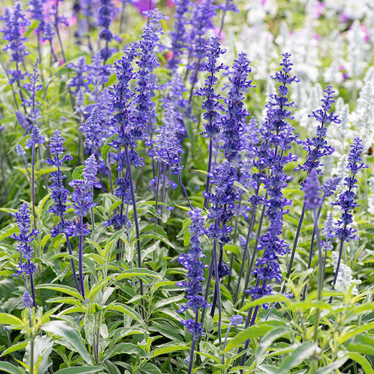 Salvia, Variety