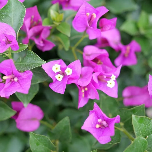 Bougainvillea, Variety