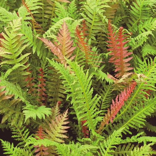Fern, Brazilian Tree