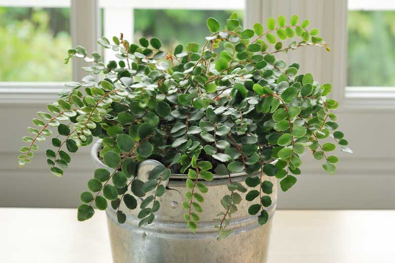 Fern, Button