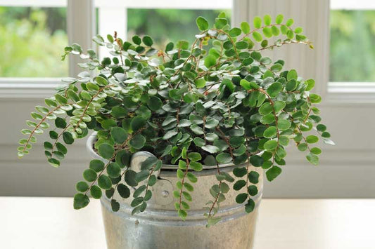 Fern, Button