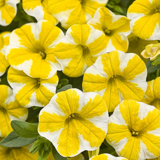 Calibrachoa, Variety