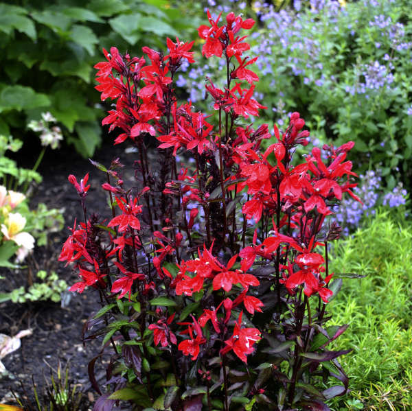 Lobelia, Variety