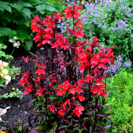 Lobelia, Variety