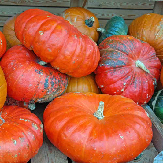 Pumpkin, Cinderella