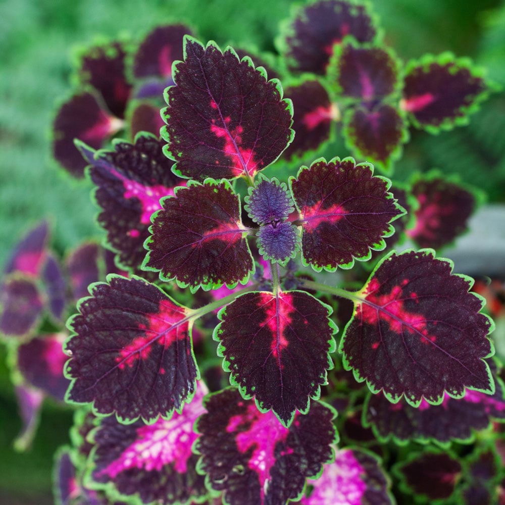 Coleus, Variety