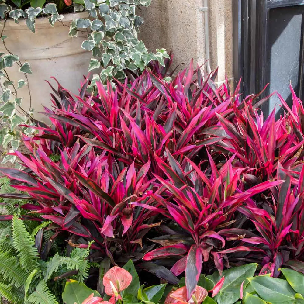 Dracaena, Cordyline Red Pepper